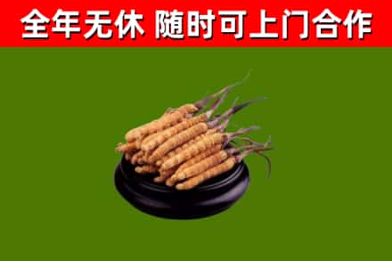 桥东区烟酒回收冬虫夏草.jpg